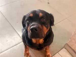 Cachorro raça Rottweiler idade 2 a 6 meses nome Blade
