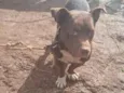 layo