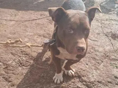 Cachorro raça SRD-ViraLata idade 1 ano nome layo