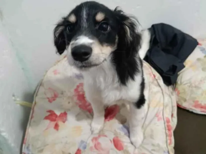 Cachorro raça SRD-ViraLata idade 2 a 6 meses nome Luke
