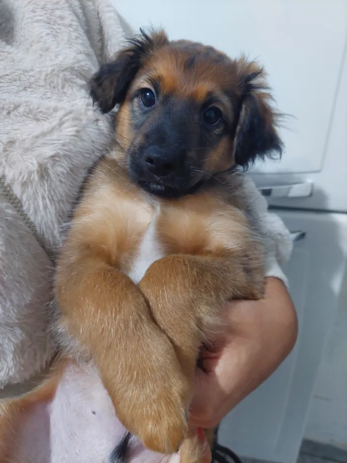 Cachorro raça SRD-ViraLata idade 2 a 6 meses nome Julio 