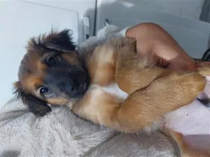 Cachorro raça SRD-ViraLata idade 2 a 6 meses nome Julio 