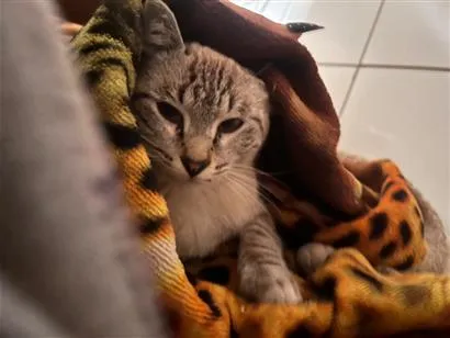 Gato raça SRD-ViraLata idade 2 a 6 meses nome Maria Rita 