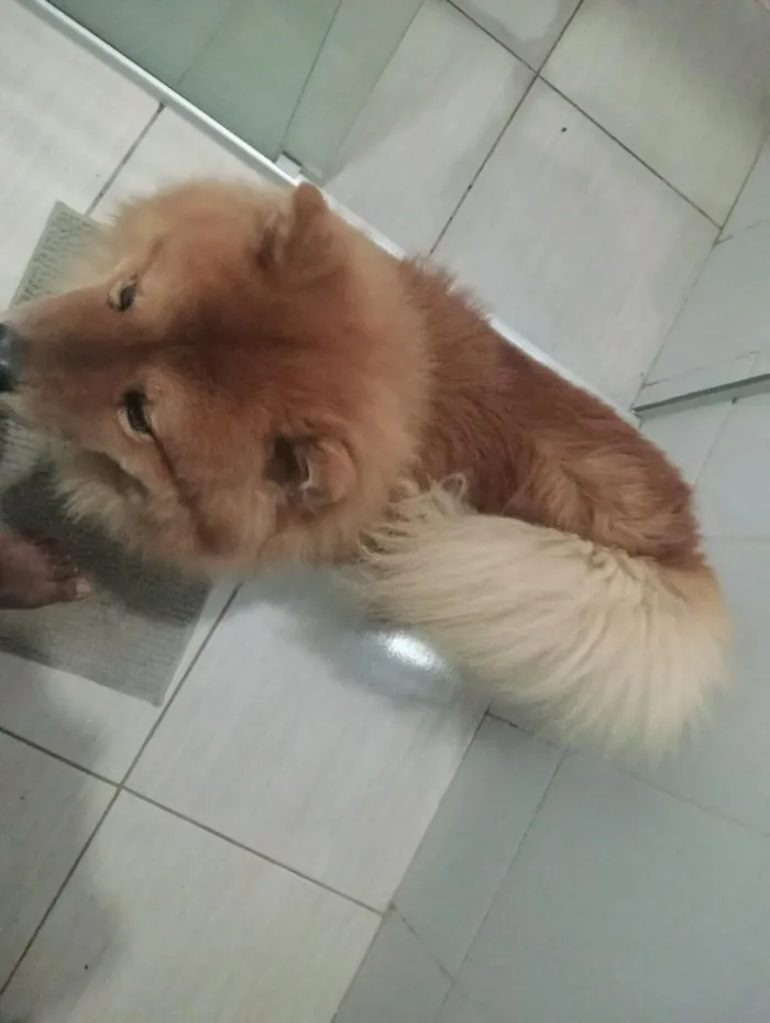 Cachorro raça Labrador idade 2 a 6 meses nome Zeus