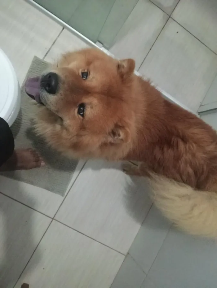 Cachorro raça Labrador idade 2 a 6 meses nome Zeus