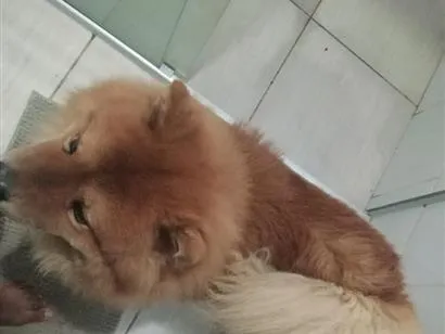 Cachorro raça Labrador idade 2 a 6 meses nome Zeus