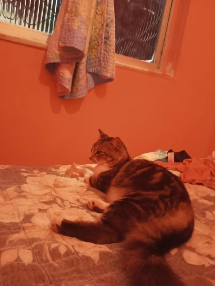Gato raça SRD-ViraLata idade 3 anos nome nina e regina