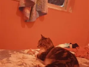 Gato raça SRD-ViraLata idade 3 anos nome nina e regina