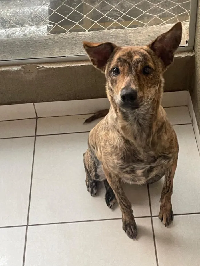 Cachorro raça SRD-ViraLata idade 7 a 11 meses nome Nilah