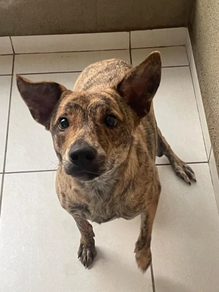 Cachorro raça SRD-ViraLata idade 7 a 11 meses nome Nilah