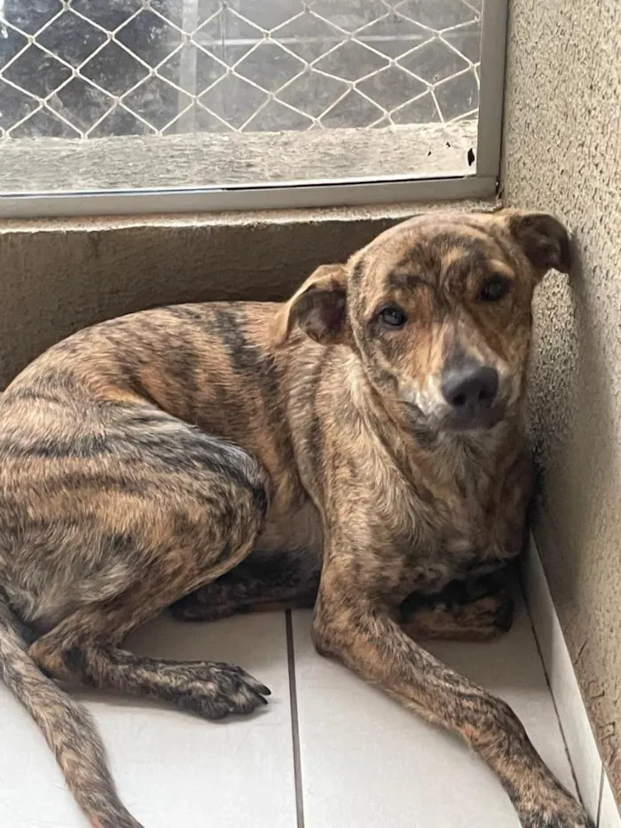 Cachorro raça SRD-ViraLata idade 7 a 11 meses nome Nilah