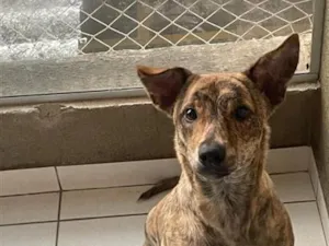 Cachorro raça SRD-ViraLata idade 7 a 11 meses nome Nilah