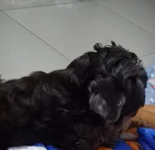 Cachorro raça Shitzu idade 4 anos nome Bia