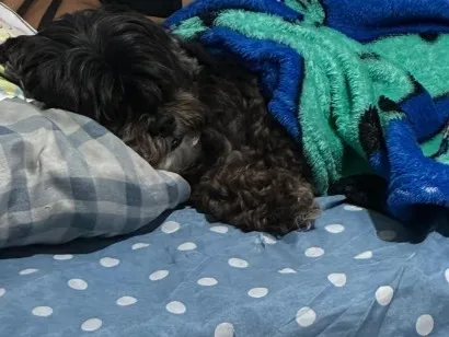Cachorro raça Shitzu idade 4 anos nome Bia