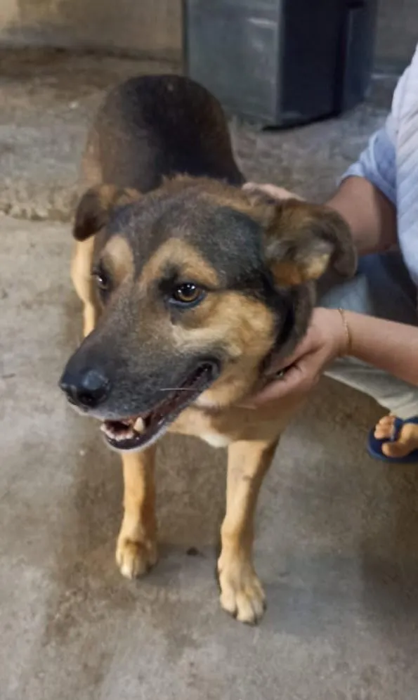 Cachorro raça SRD-ViraLata idade 7 a 11 meses nome Saladino