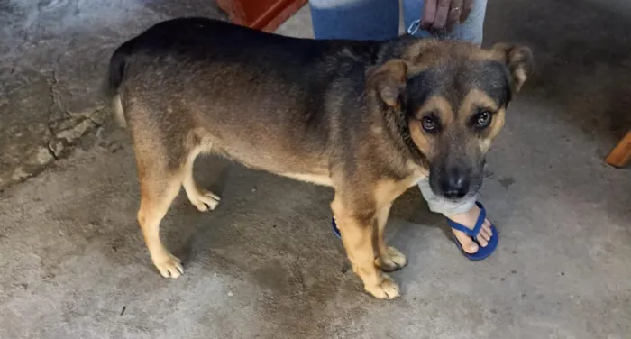 Cachorro raça SRD-ViraLata idade 7 a 11 meses nome Saladino