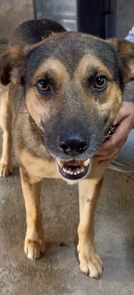 Cachorro raça SRD-ViraLata idade 7 a 11 meses nome Saladino