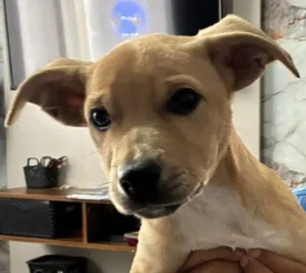 Cachorro raça SRD-ViraLata idade 2 a 6 meses nome Bili