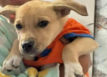 Cachorro raça SRD-ViraLata idade 2 a 6 meses nome Bili
