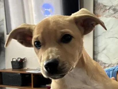 Cachorro raça SRD-ViraLata idade 2 a 6 meses nome Bili