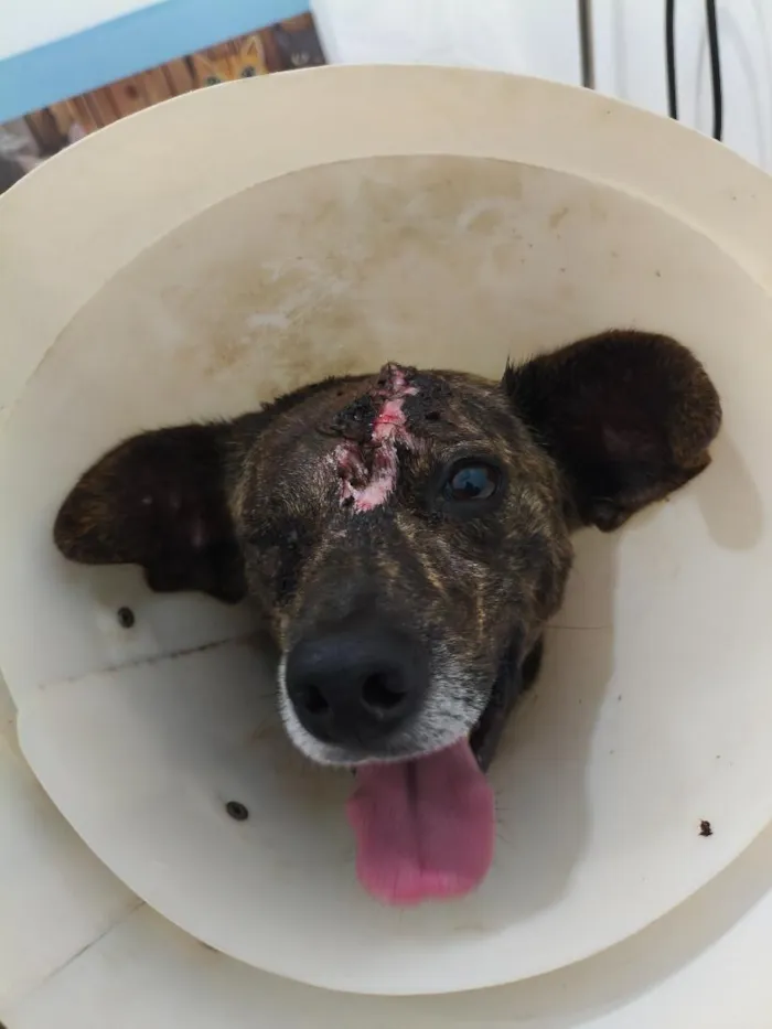 Cachorro raça SRD-ViraLata idade 2 anos nome Sardinha