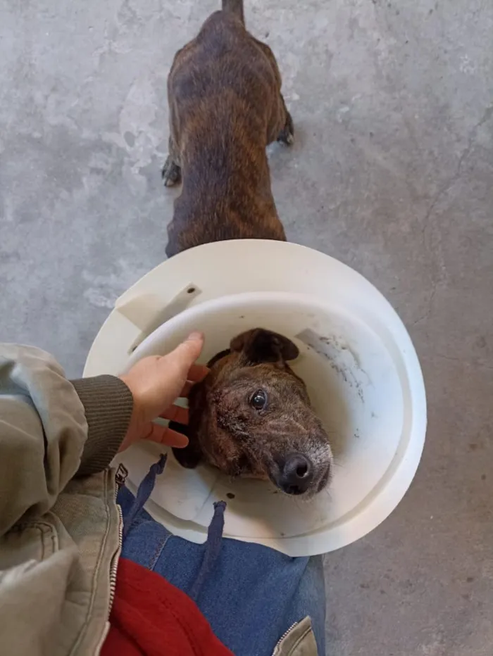 Cachorro raça SRD-ViraLata idade 2 anos nome Sardinha