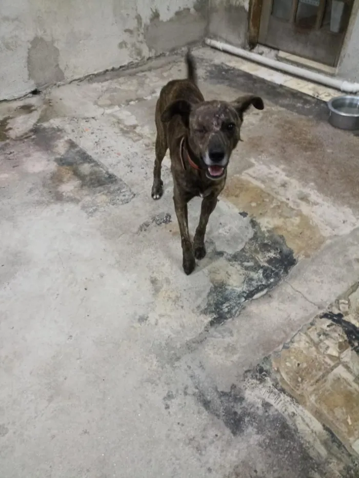 Cachorro raça SRD-ViraLata idade 2 anos nome Sardinha