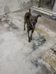 Sardinha