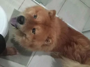 Cachorro raça Labrador idade 2 a 6 meses nome Zeus