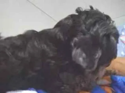 Cachorro raça Shitzu idade 4 anos nome Bia