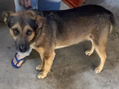 Cachorro raça SRD-ViraLata idade 7 a 11 meses nome Saladino