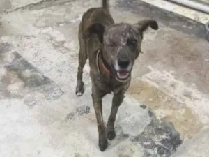 Cachorro raça SRD-ViraLata idade 2 anos nome Sardinha