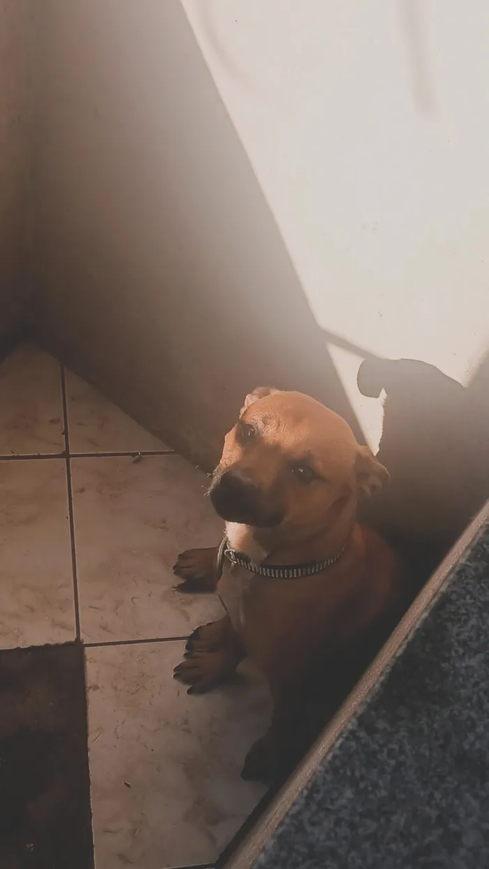Cachorro raça SRD-ViraLata idade 1 ano nome Soraya