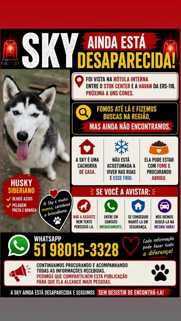 Cachorro raça SRD-ViraLata idade 1 ano nome Sky
