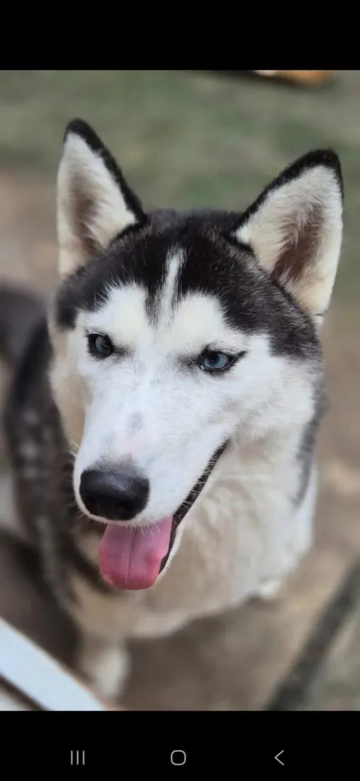 Cachorro raça SRD-ViraLata idade 1 ano nome Sky