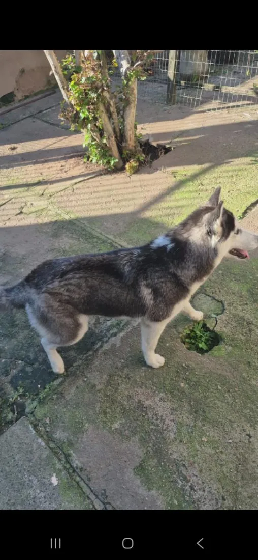 Cachorro raça SRD-ViraLata idade 1 ano nome Sky