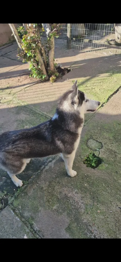 Cachorro raça SRD-ViraLata idade 1 ano nome Sky