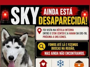 Cachorro raça SRD-ViraLata idade 1 ano nome Sky