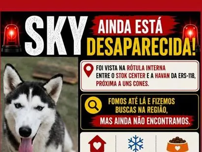 Cachorro raça SRD-ViraLata idade 1 ano nome Sky