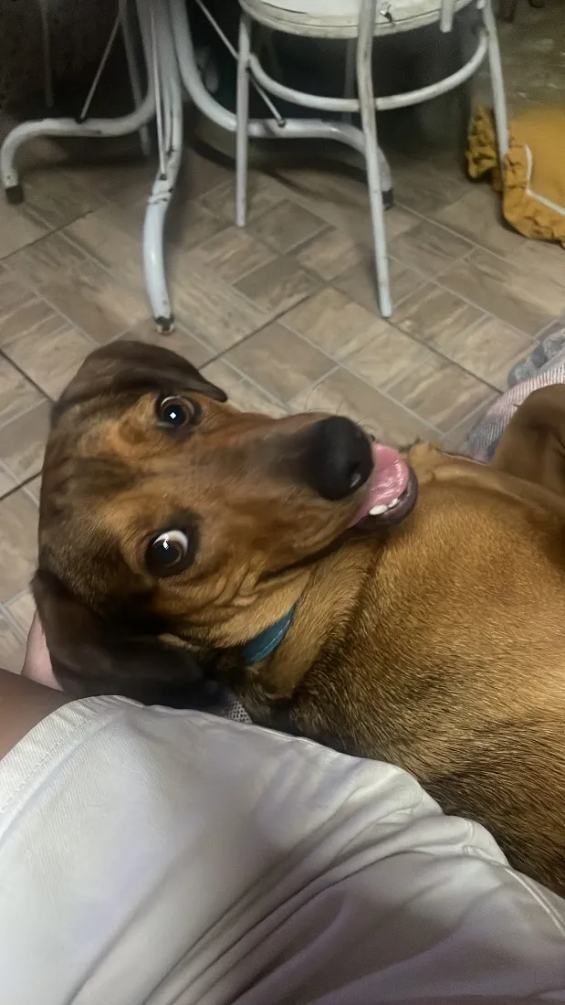 Cachorro raça SRD-ViraLata idade 1 ano nome Theo
