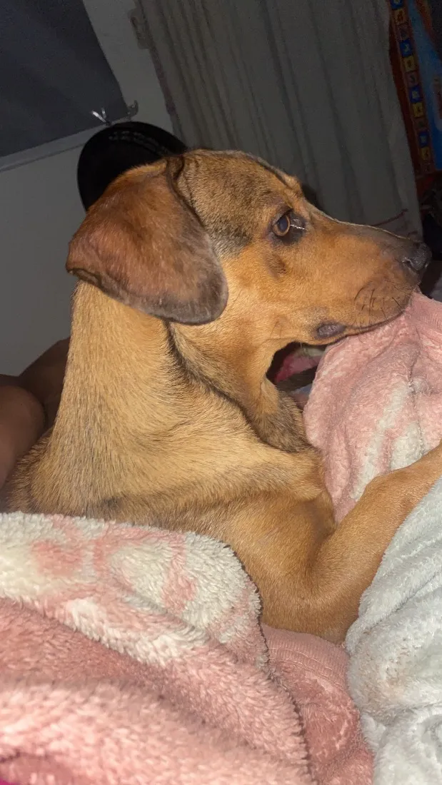 Cachorro raça SRD-ViraLata idade 1 ano nome Theo