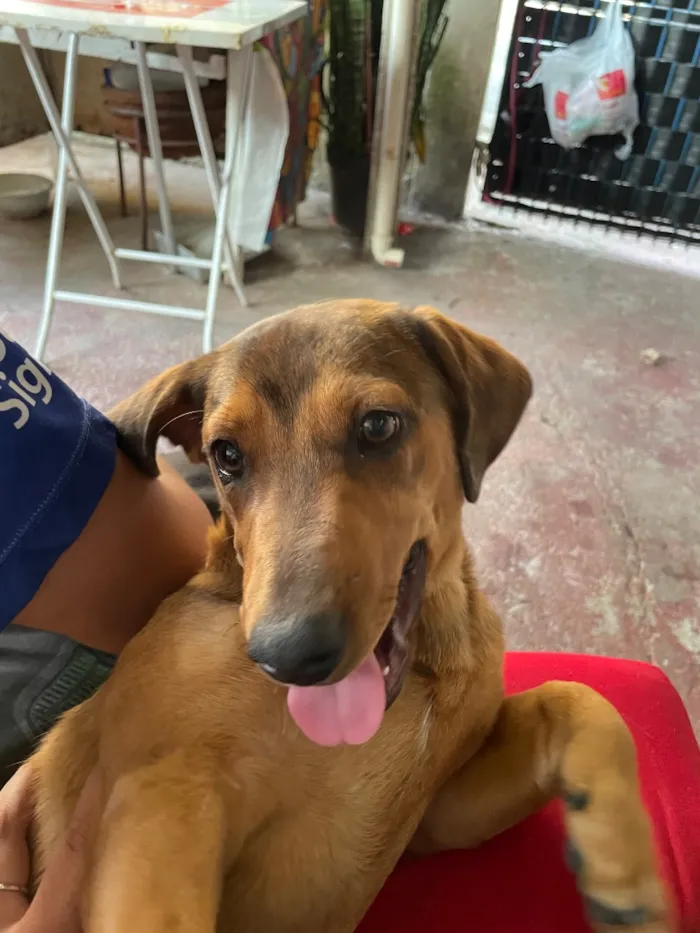 Cachorro raça SRD-ViraLata idade 1 ano nome Theo
