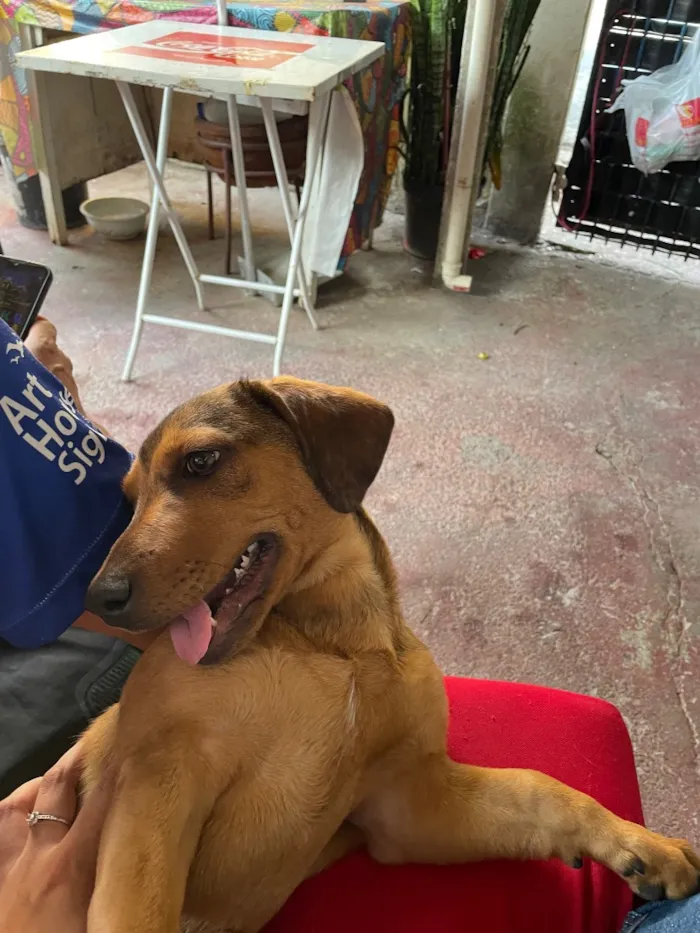 Cachorro raça SRD-ViraLata idade 1 ano nome Theo