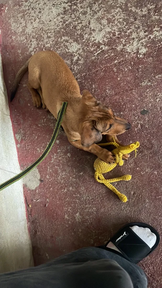 Cachorro raça SRD-ViraLata idade 1 ano nome Theo