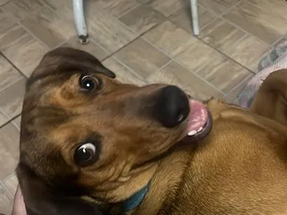 Cachorro raça SRD-ViraLata idade 1 ano nome Theo