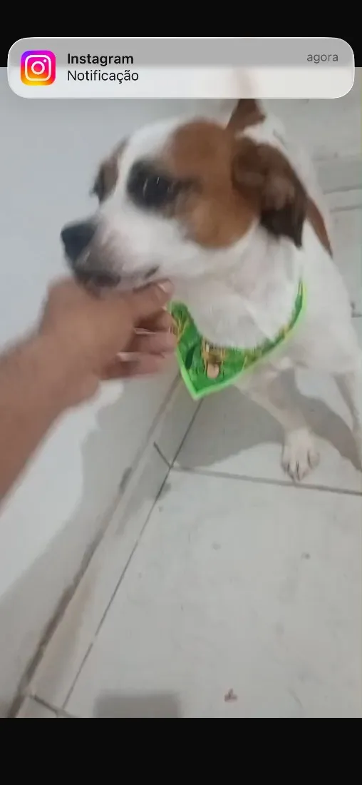 Cachorro raça SRD-ViraLata idade 7 a 11 meses nome Buck