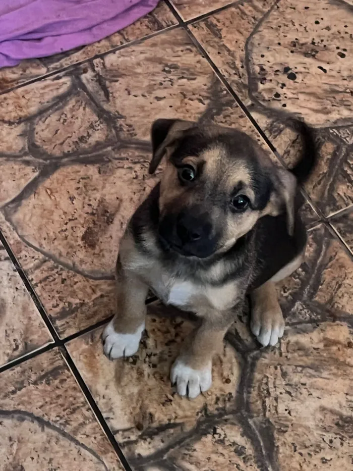 Cachorro raça SRD-ViraLata idade Abaixo de 2 meses nome Zaira
