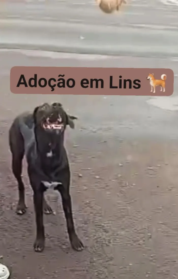 Cachorro raça SRD-ViraLata idade 2 a 6 meses nome Sagati