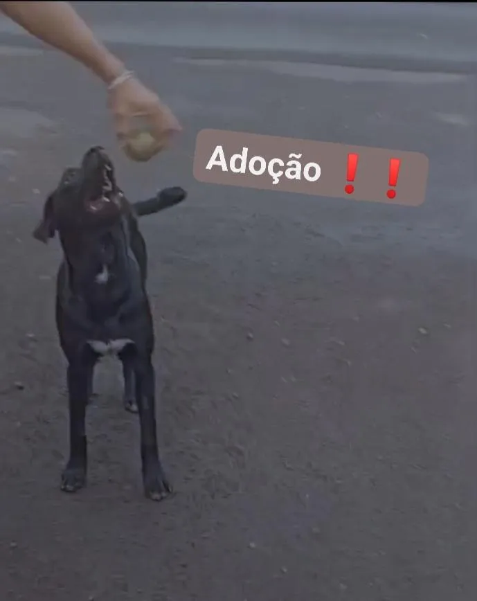Cachorro raça SRD-ViraLata idade 2 a 6 meses nome Sagati