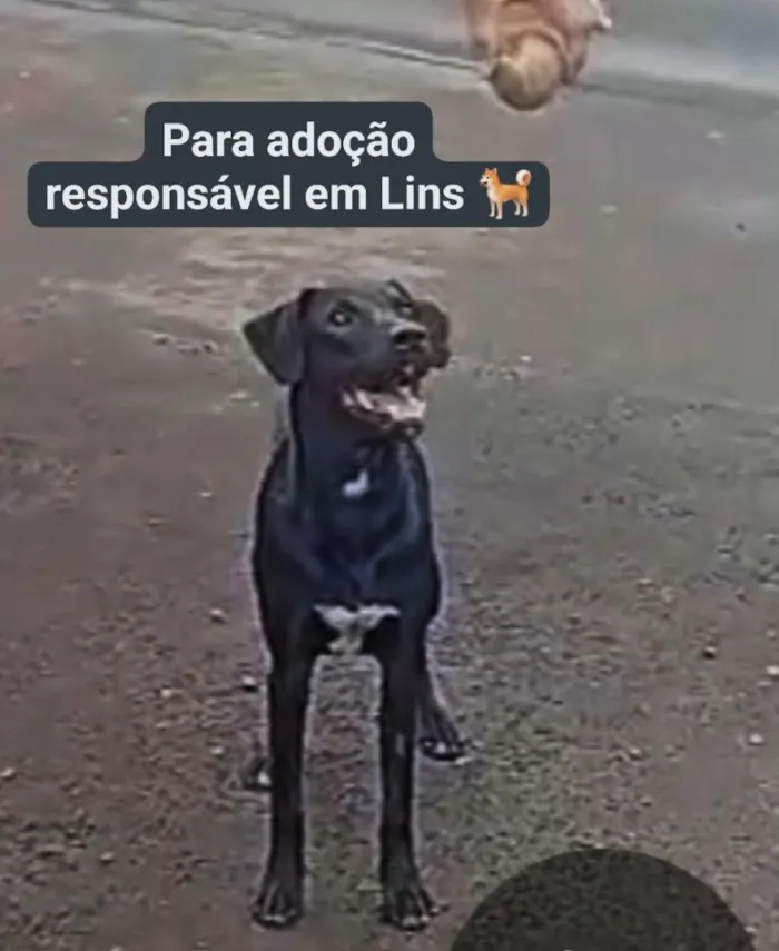 Cachorro raça SRD-ViraLata idade 2 a 6 meses nome Sagati